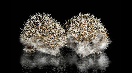 two cubs hedgehog on glass on a black background