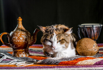 dissatisfied cat with a kettle drum djembe and coconut on a colorful carpet