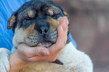 male palm holds muzzle of half-breed Shar Pei puppy