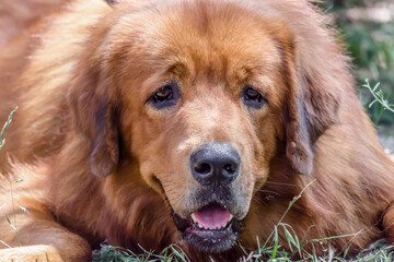 Fototapeta premium Closeup portrait muzzle of red dog breed Tibetan Mastiff