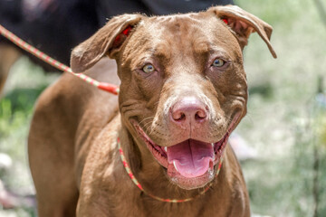 closeup portrait of a smiling redhead pit bull terrier