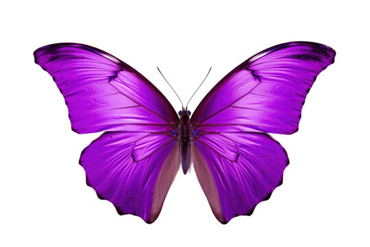 Rendering of a Standalone Purple Butterfly on Transparent Background, PNG, Generative Ai