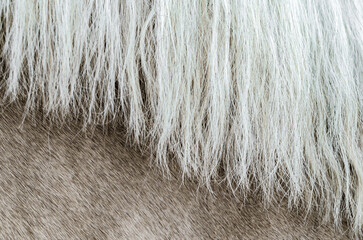 texture of the skin of a beige horse with a mane close up