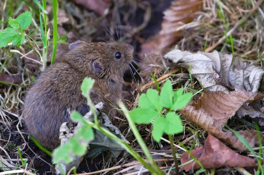 Microtus arvalis aka common vole is eating grass in front of his burrow. Early autumn. Czech republic nature.	

