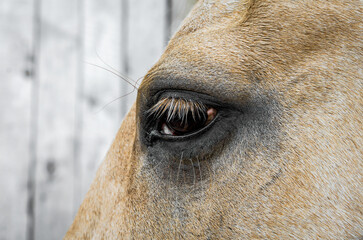 eye of a beige horse close up