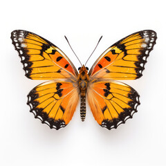 Bright Yellow Butterfly  Isolated on Clean White Background