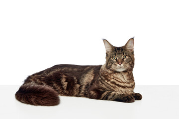 Gorgeous large longhair Maine Coon cat lying on white table looking forward isolated studio background.
