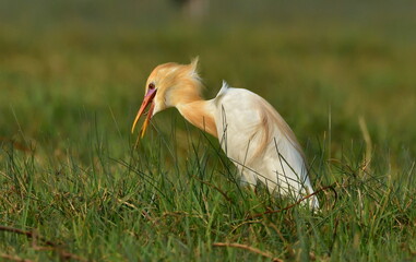 A slim, graceful white marsh bird. It is a smaller, more gregarious version of the Large and Median...