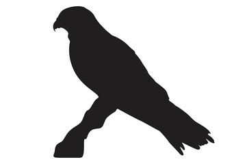 Pose Of Eagle Silhouette With Transparent Background
