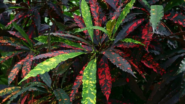 Bright garden Croton or Codiaeum Variegatum red and green leaves in the garden close up