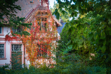 Ivy growing on house exterior during autumn seen through green branches