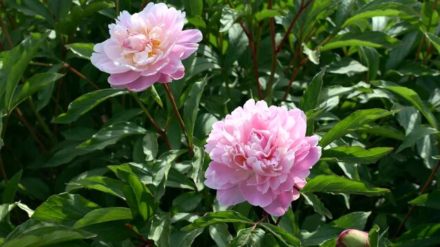 Bright pink peony flowers bloom in peonies garden in spring