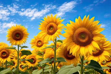 Obraz premium field of sunflowers on a summer day Sunflower Harvest in Full Bloom