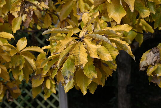 Quercus aliena 'Lutea' ( Golden daimyo oak ) yellow leaves. Fagaceae deciduous tree. The summer leaves are green, but the young spring leaves and autumn leaves are golden yellow. - Powered by Adobe
