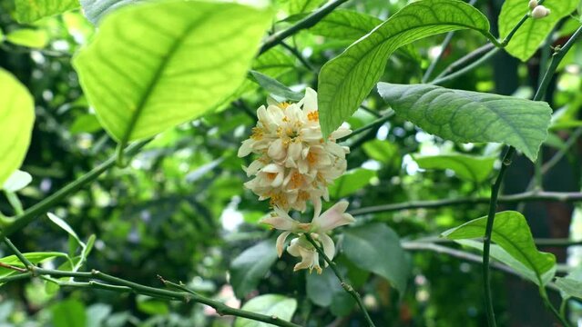 White and yellow Citrus Meyeri flowers with green leaves in the garden close up
