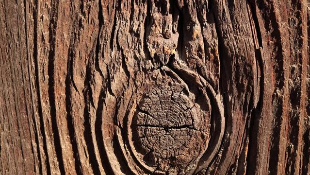 Wood texture. Close up detail macro 4k video with a lot of lines and curves made from a tree batten board.