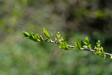 Japanese orixa branch in spring