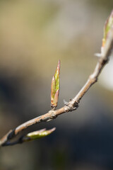 Alpine Honeysuckle branch wih new lwaves