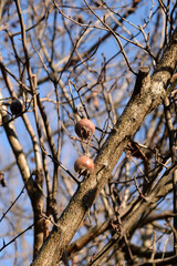 Common medlar branh with fruit