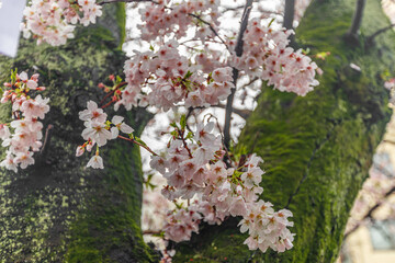 Green mossy tree and cherry blossom during spring