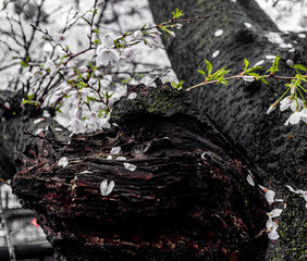 Sakura leaves falling on tree trunk