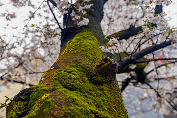 Green mossy trunk of sakura tree during spring