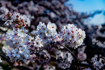 Sakura blossom during spring in Japan