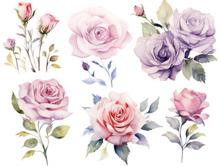 ロマンティックな色の水彩で描かれたバラ