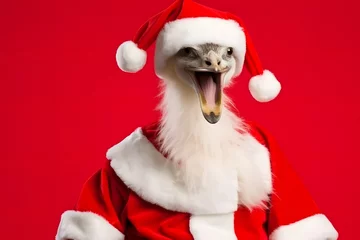 Foto op Canvas Portrait of an Ostrich Dressed in a Red Santa Claus Costume in Studio with Colorful Background © Mihai Zaharia