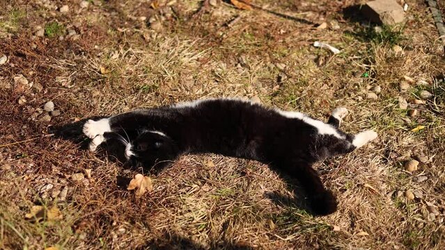 A cat wakes up from sleep and lies on the floor. Close up cat pet 4k video through a wooden fence in the garden.