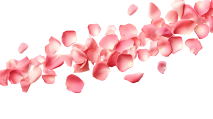 a falling or flying pink rose petals isolated on a transparent background, Valentine's Backdrop