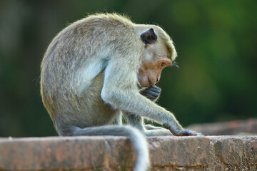 japanese macaque sitting on the ground