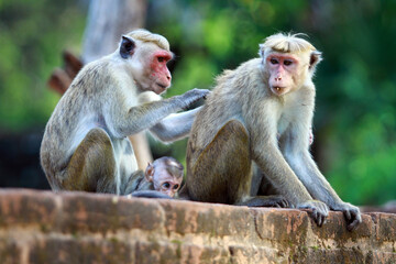 mother and baby macaque