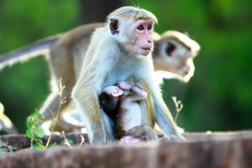 portrait of a macaque