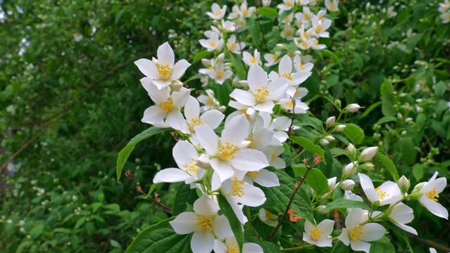 Fresh white jasmine plant flowers on green leaves background blossom in the garden in spring