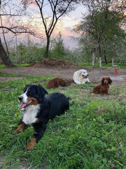 a pack of dogs on the edge of a grove, playful dogs resting after a walk