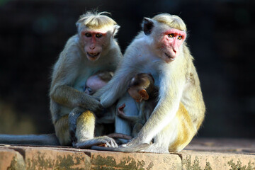 Obraz premium mother and baby