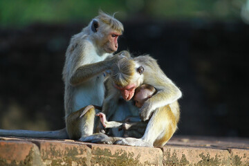 japanese macaque eating