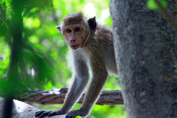 japanese macaque in the zoo