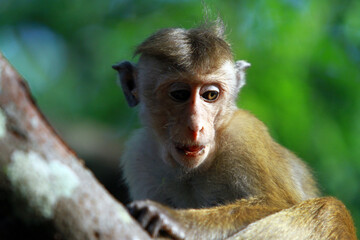 portrait of a long macaque