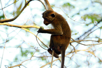 squirrel on tree