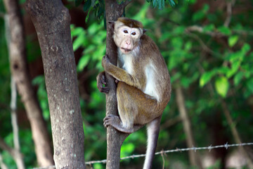 white tailed macaque