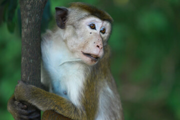 srilankan macaque on a tree