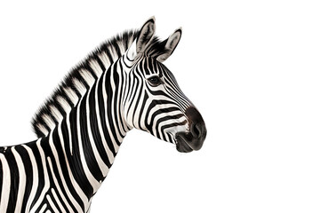 Precision Zebra Portrait on Transparent Background, PNG, Generative Ai