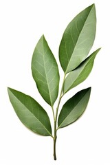 Bay leaves isolated on a white background