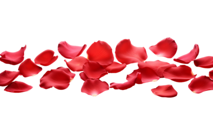a falling or flying red rose flower petals isolated on a transparent background, Valentine's Backdrop