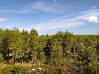 trees in the forest