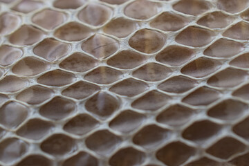 close up of shed snake skin