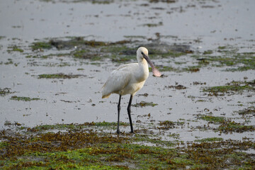 Eurasian spoonbill (Platalea leucorodia) in the salt marsh