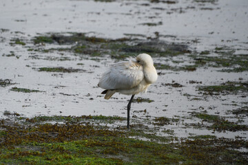 Eurasian spoonbill (Platalea leucorodia) resting in the salt marsh